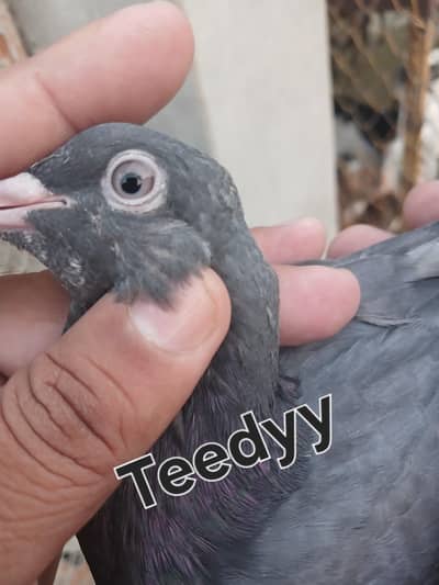 teedy feroozpuri golden bachy 2 kalli ky
