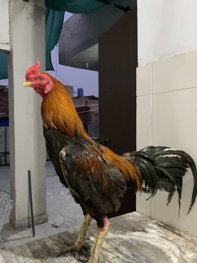 Burmi Aseel