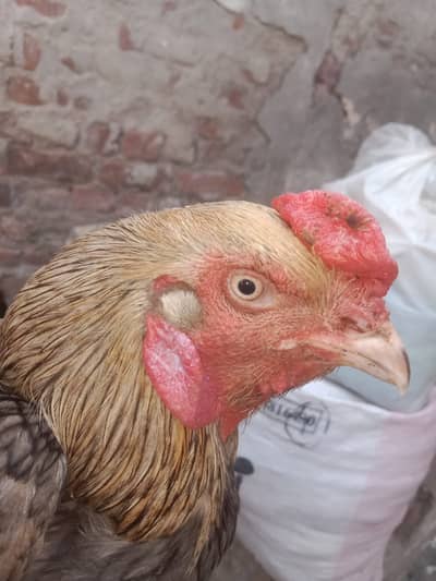 Aseel Saleti Murgha For Sale