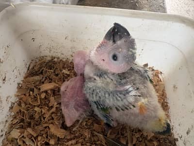 Sunconure Chick for sale (Red factor)