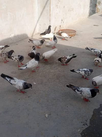 mixx birds