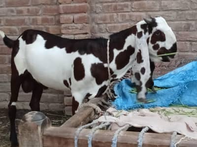 2male hy jis ko quality Samaj ay Wohi rabt Kary