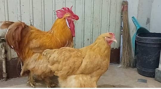 heavy golden buff pair 03462779925