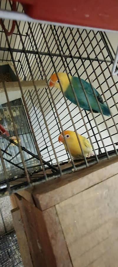 Love Bird (Albino , Cremino, Parblue Opline Palefellow