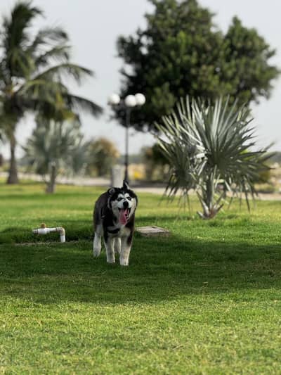 Siberian husky