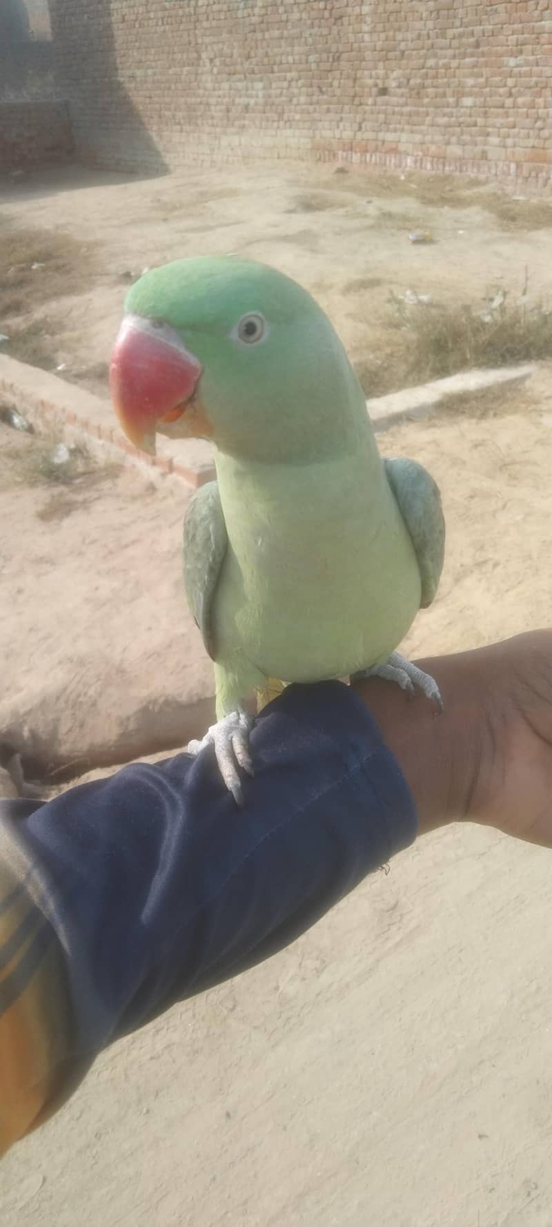 مٹھو بولتا ہے اور ابھی اس کی باتیں کرنے کی عمر ہے اور ابھی نہیں نہیں 0