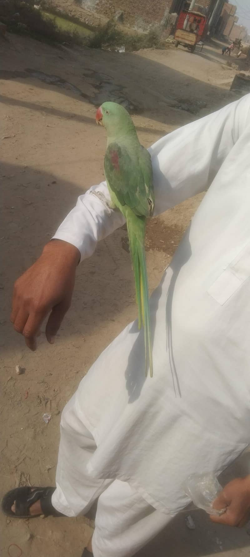 مٹھو بولتا ہے اور ابھی اس کی باتیں کرنے کی عمر ہے اور ابھی نہیں نہیں 1