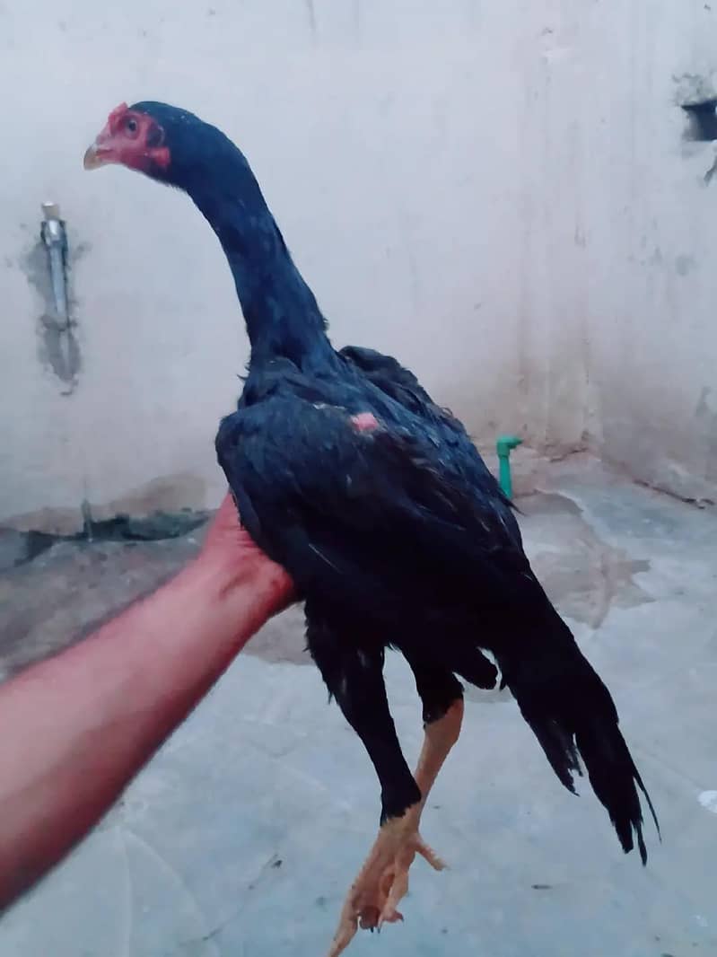 mushka patha 0