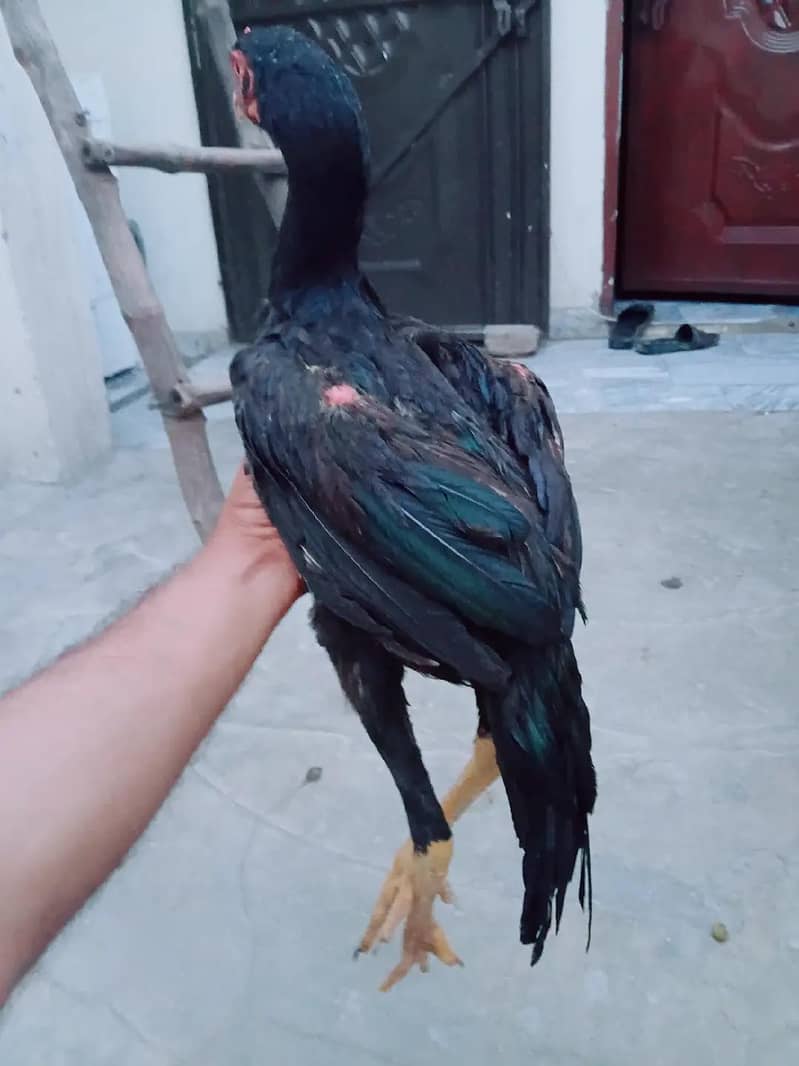 mushka patha 1