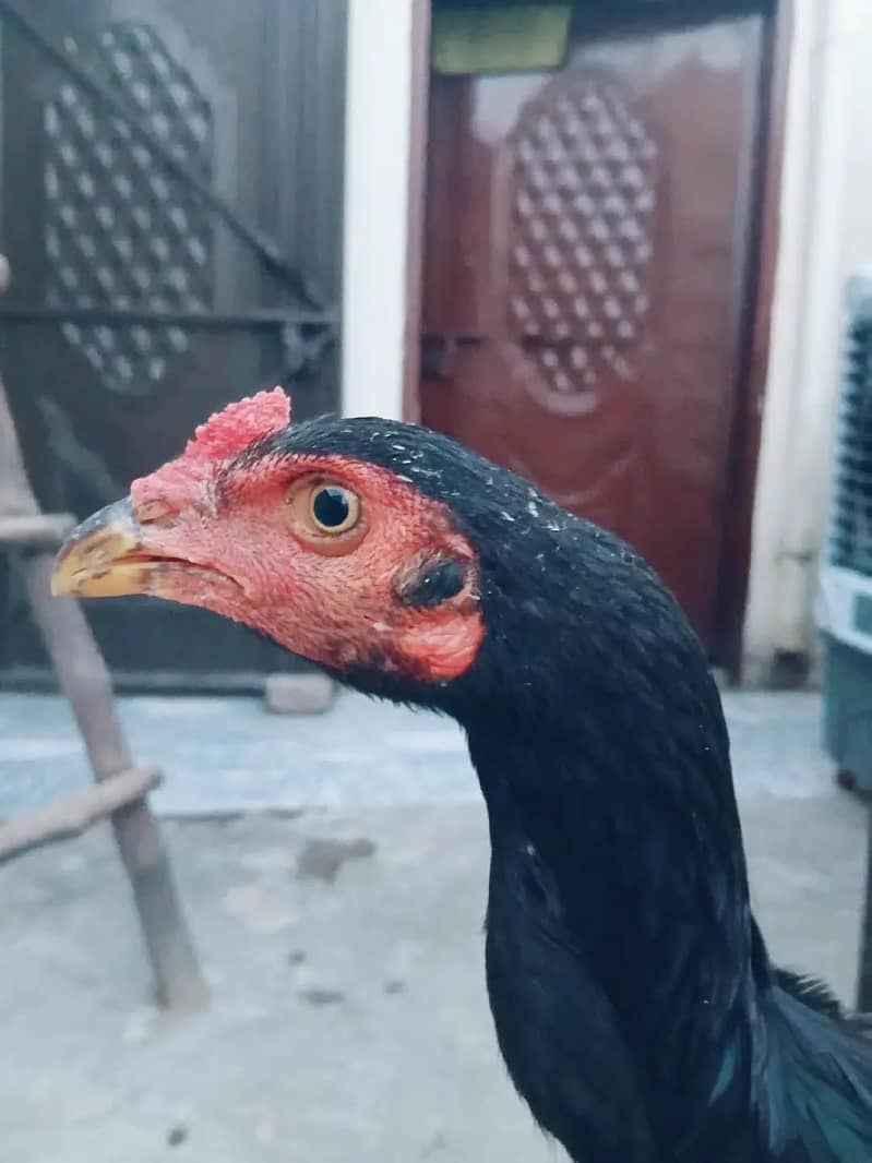 mushka patha 2