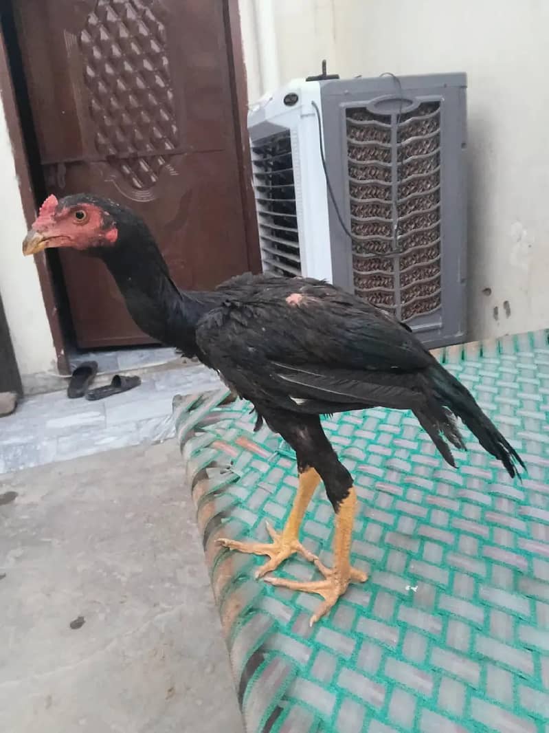 mushka patha 3