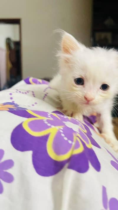  Adorable Persian Kittens Looking for a Loving Home 