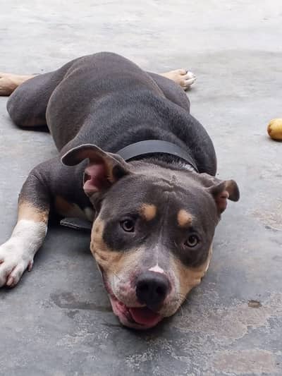 American pitbull