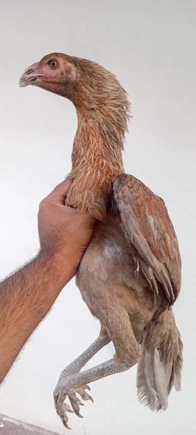 Bengum Aseel Breeder females available