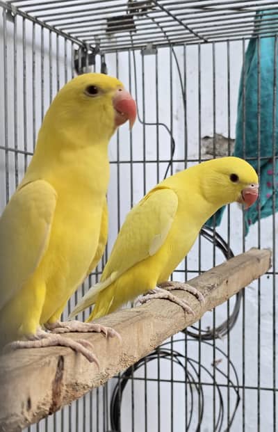 Yellow. Ringneck.