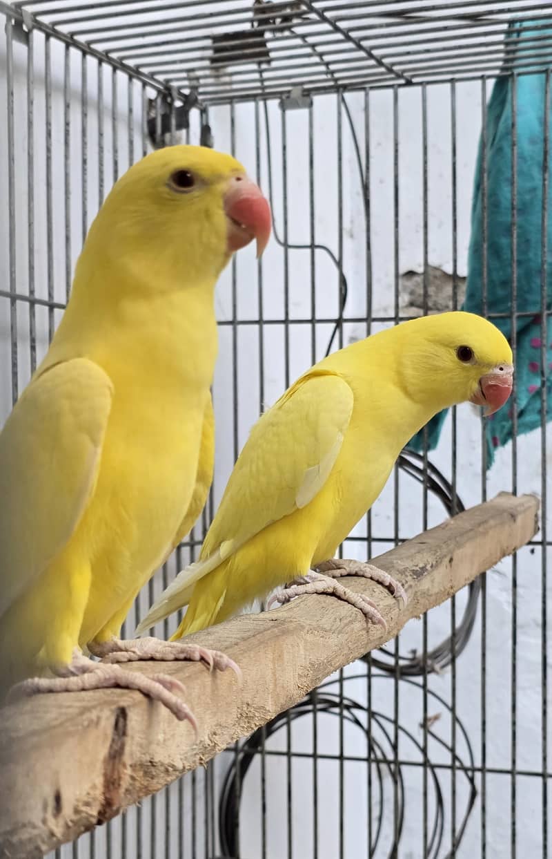 Yellow. Ringneck. 0