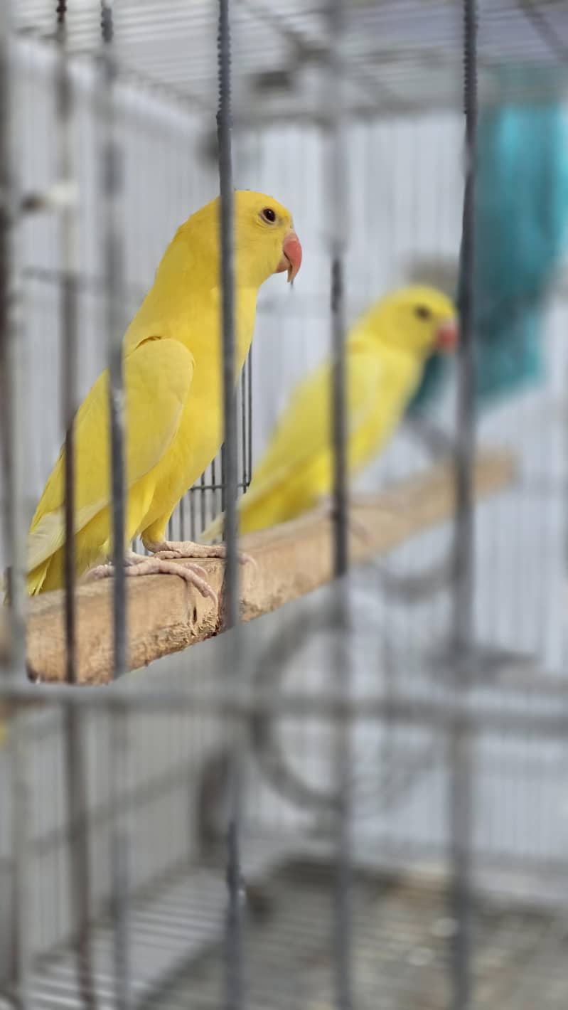 Yellow. Ringneck. 1