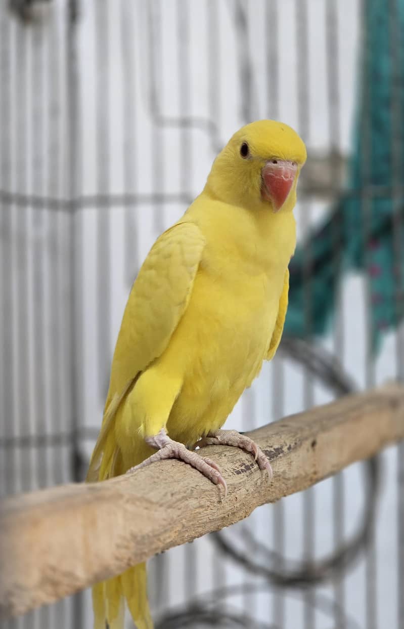 Yellow. Ringneck. 2