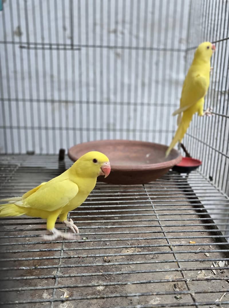 Yellow. Ringneck. 3