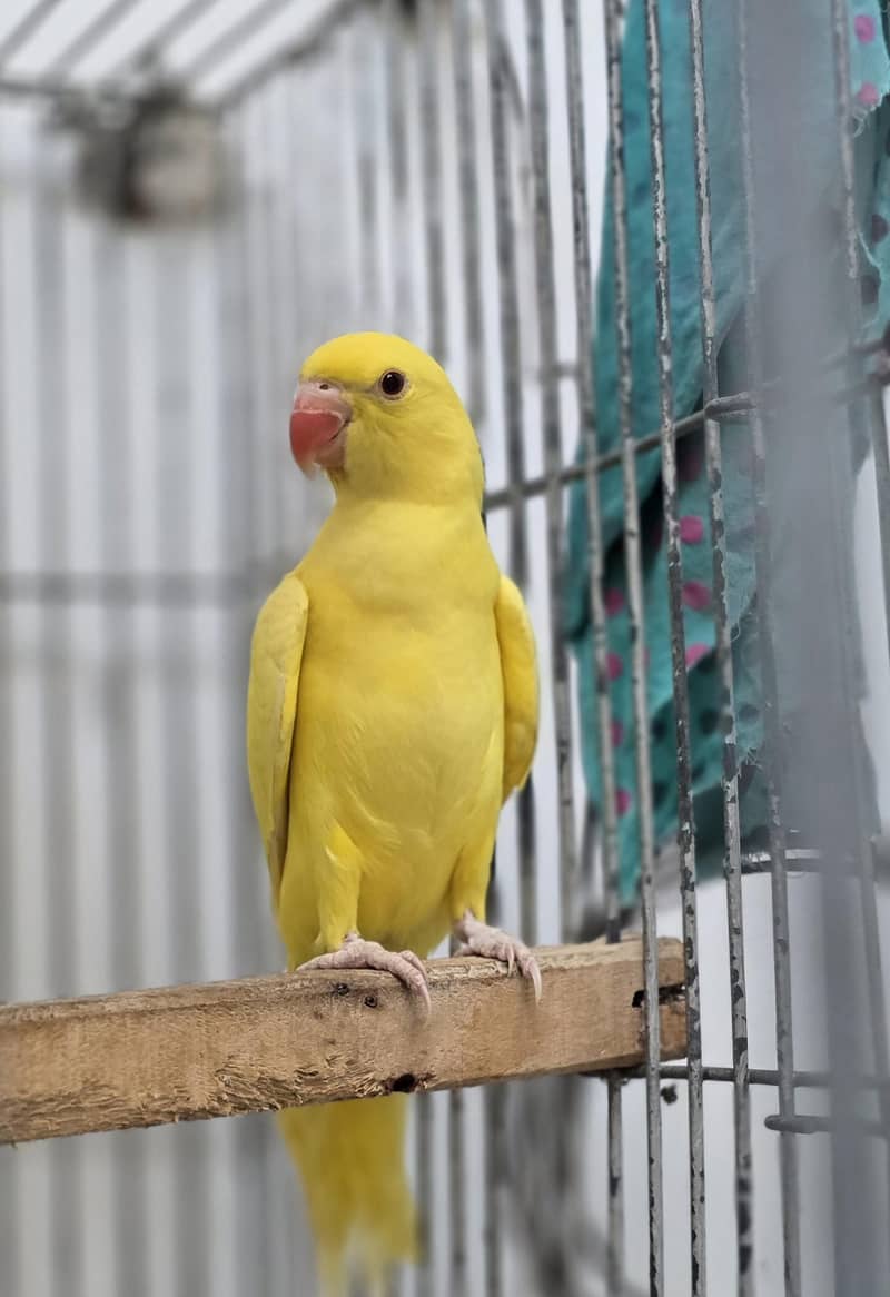 Yellow. Ringneck. 4