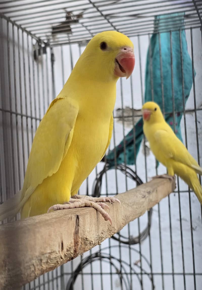 Yellow. Ringneck. 5
