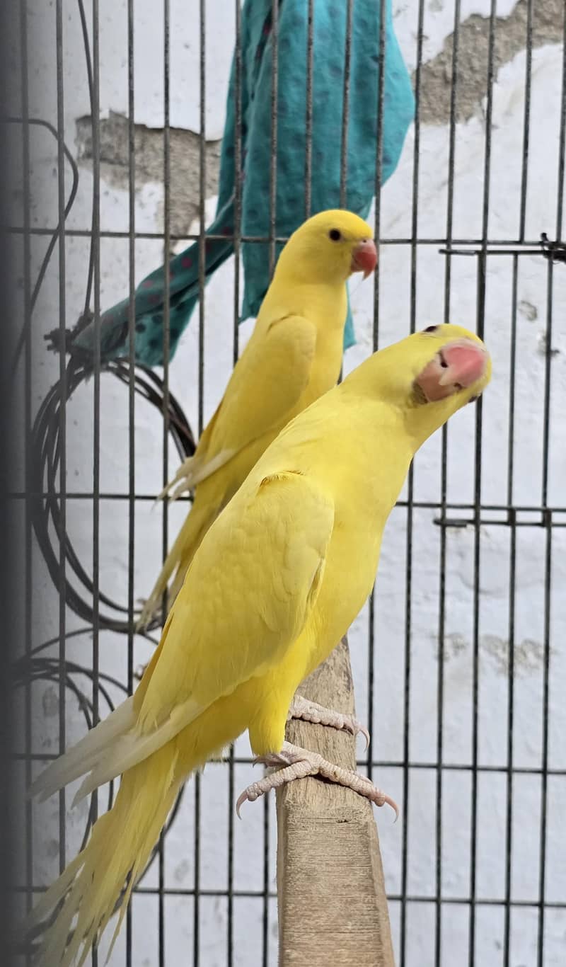 Yellow. Ringneck. 6