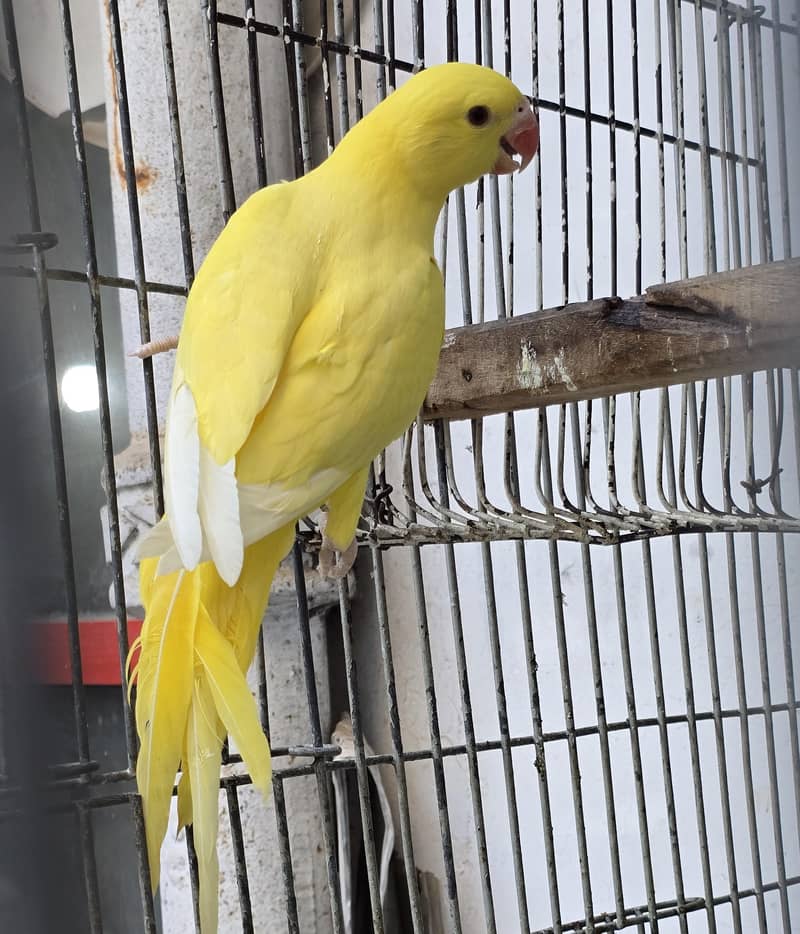 Yellow. Ringneck. 7