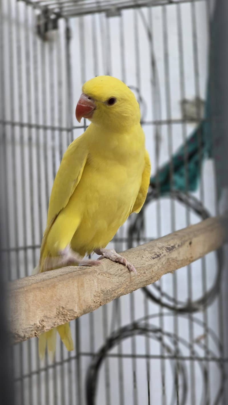 Yellow. Ringneck. 8