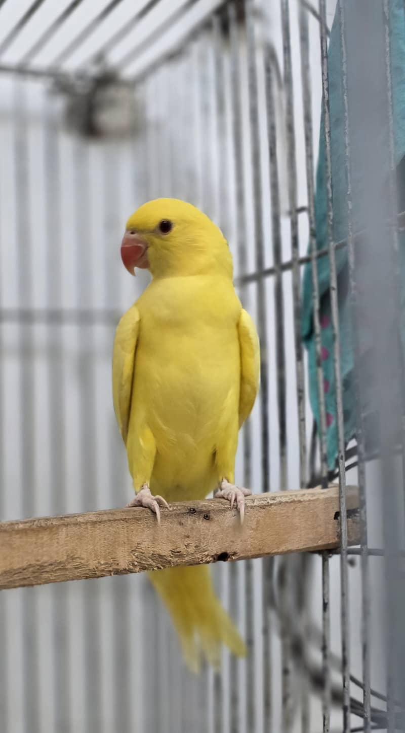Yellow. Ringneck. 9