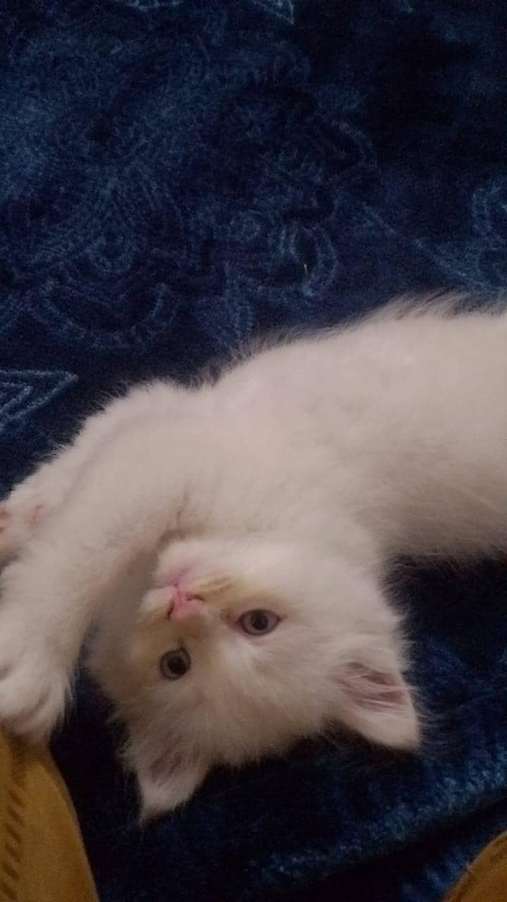 kittens 4