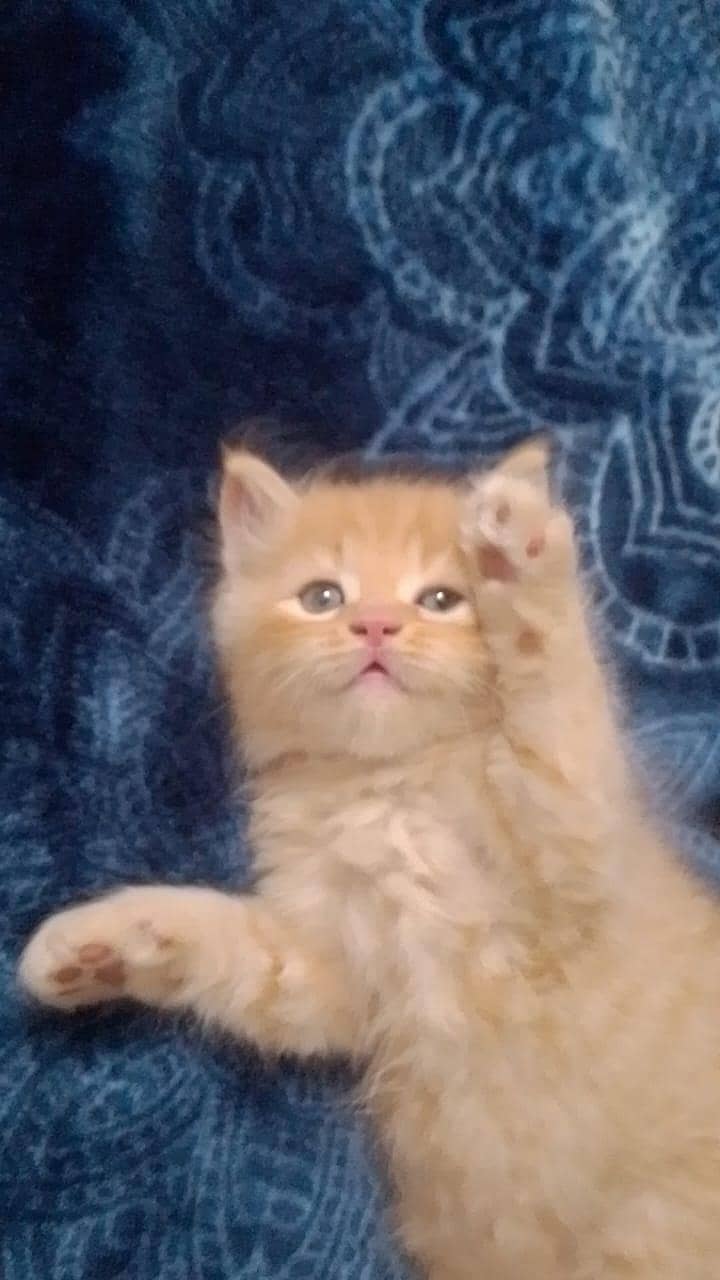 kittens 6