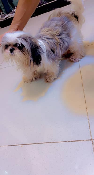 Shihtzu Breeder Female For new Home