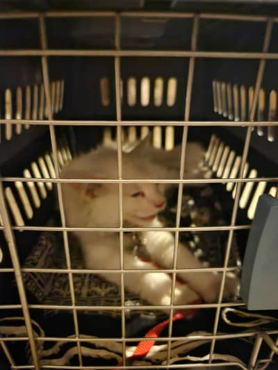 want to sell a cat