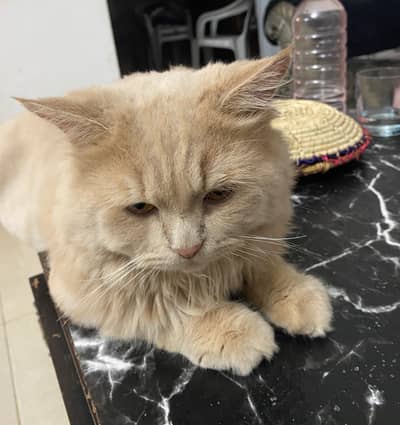 Persian Cat