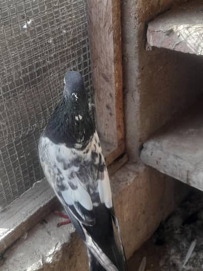 pigeon