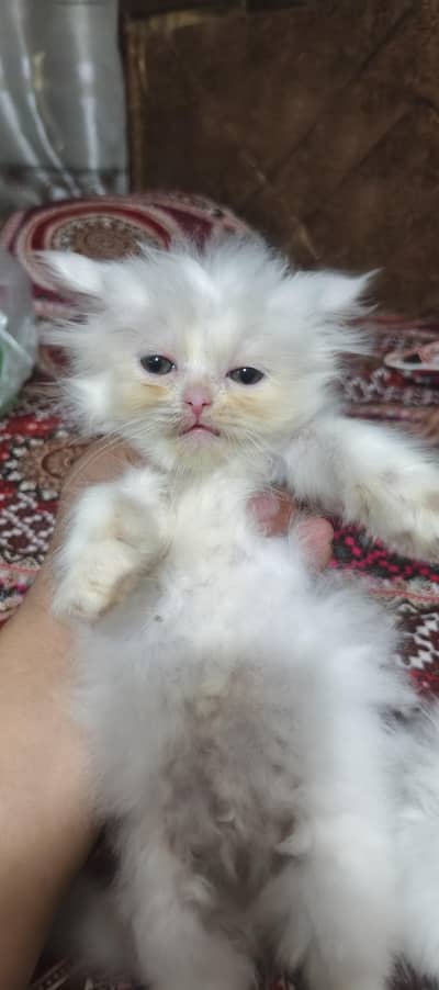Persian kittens