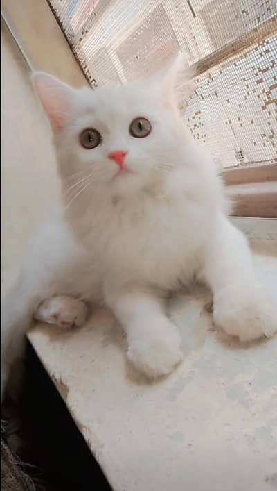 Persian cat