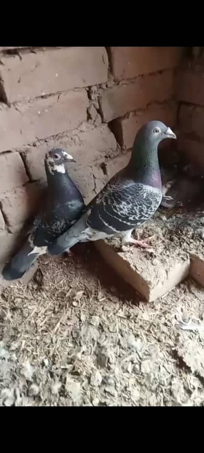 high flay pigeons important for sale hy