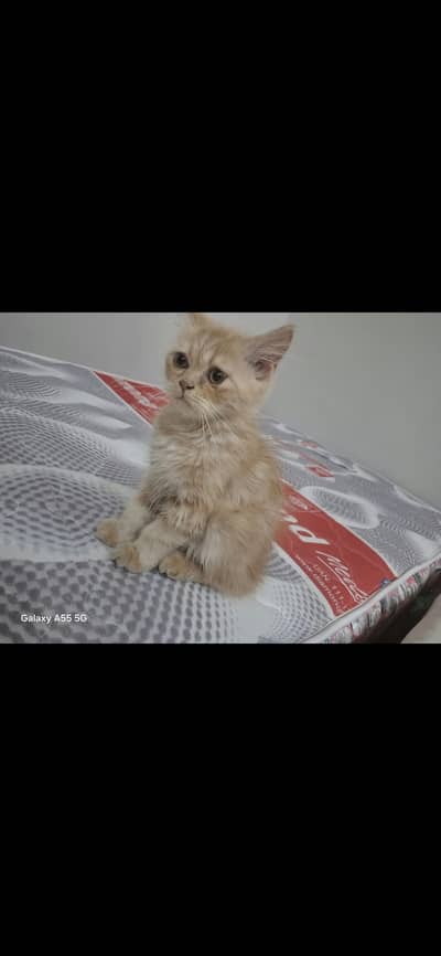 cat for adoption