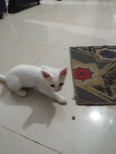 Kitten for Sale