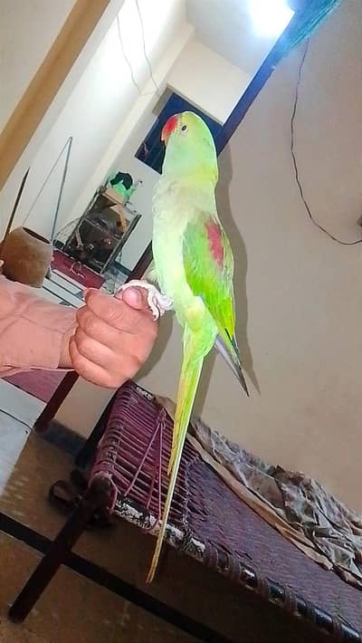 raw femail parrot  for sail WhatsApp number 03415094245