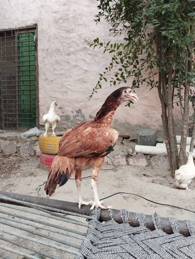 Mianwali Aseel