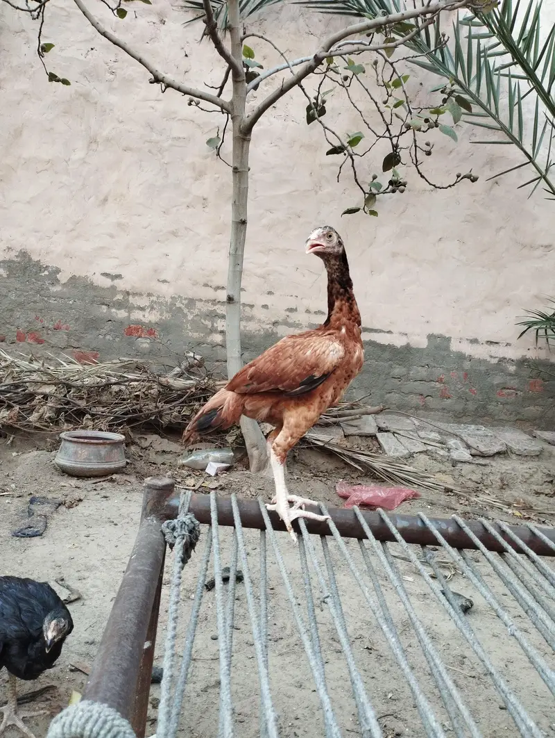 Mianwali Aseel — photo 2