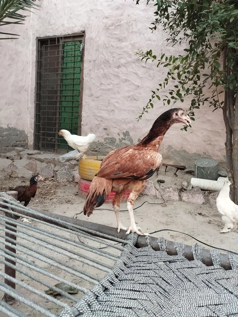 Mianwali Aseel — photo 3