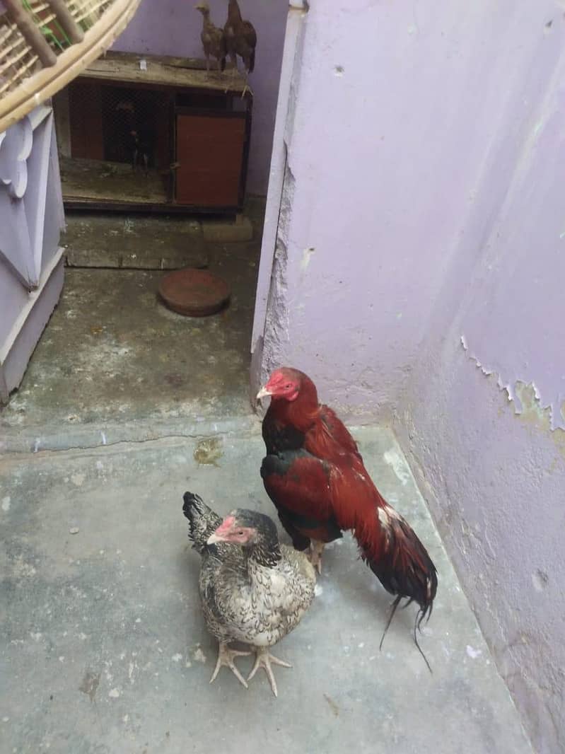nice pair 0