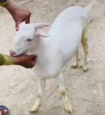 khassi bakra