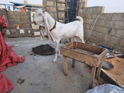 Gulabi bakri