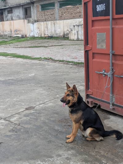 German shepherd breeder female