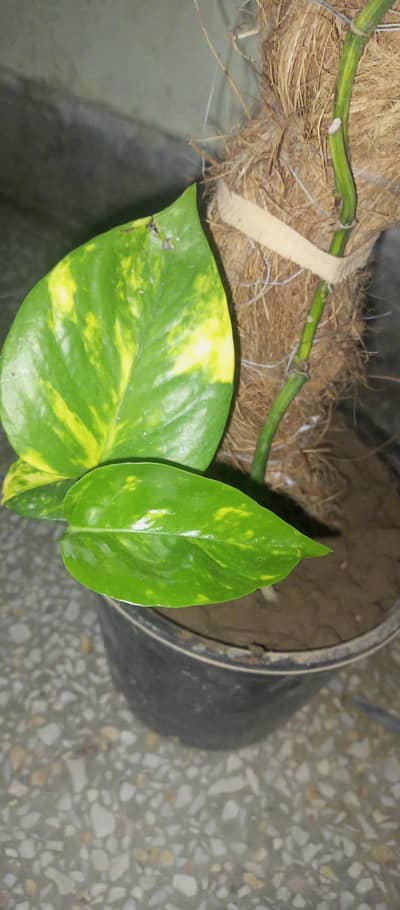 Beautiful White Shade (Variegated) Money Plant - Big Leaves