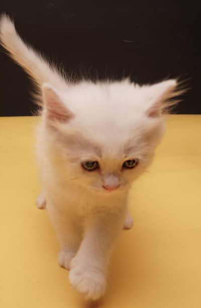 cute kitten